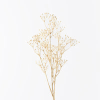Talinum Seed Spray | Ivory