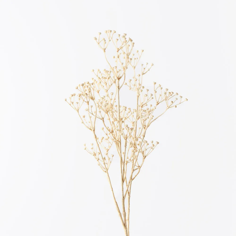 Talinum Seed Spray | Ivory