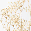 Talinum Seed Spray | Ivory