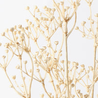 Talinum Seed Spray | Ivory