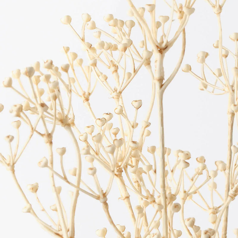 Talinum Seed Spray | Ivory