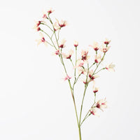 Lily Rain Burgundy Cream