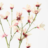 Lily Rain Burgundy Cream