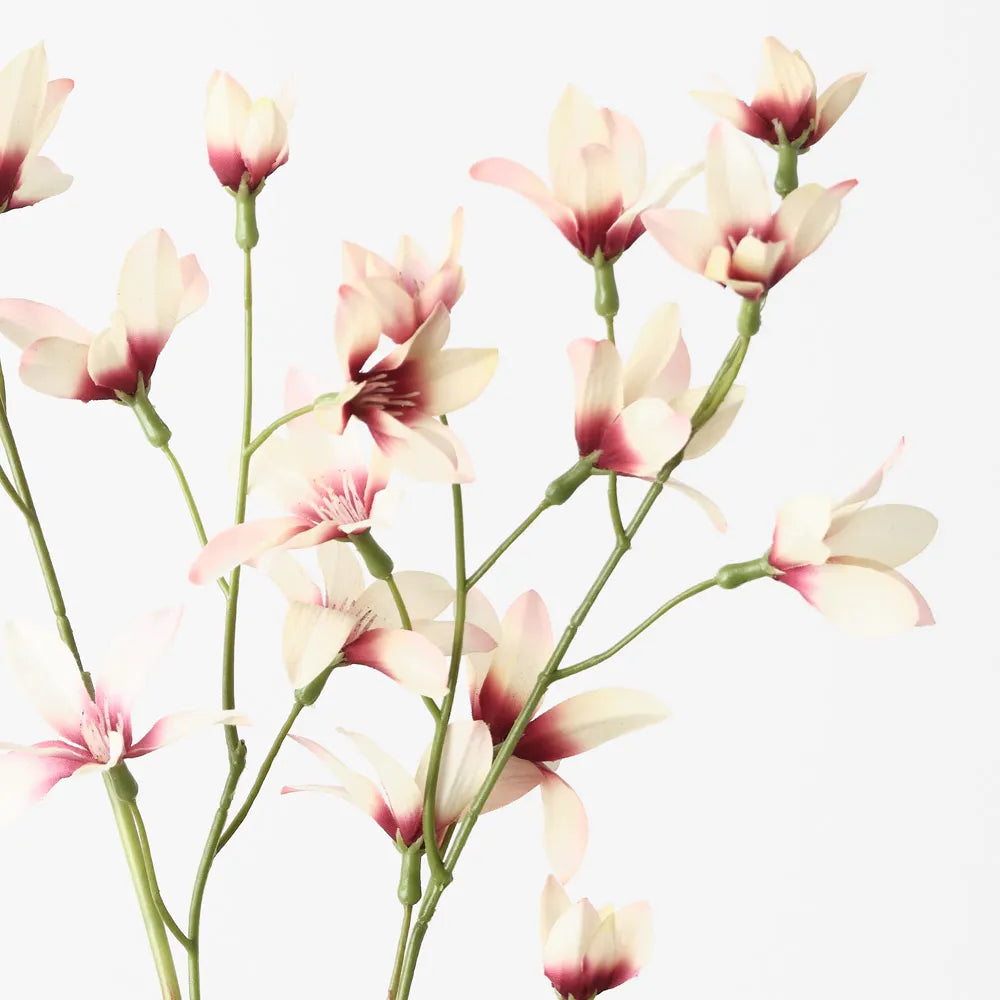 Lily Rain Burgundy Cream