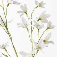 Lily Rain White