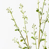Spirea Bud Spray | White