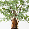 Fern Lydgodium Plant | Green