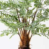 Fern Lydgodium Plant | Green