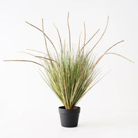 Grass Cattail Plant Natural