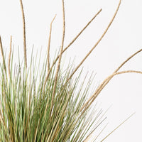 Grass Cattail Plant Natural