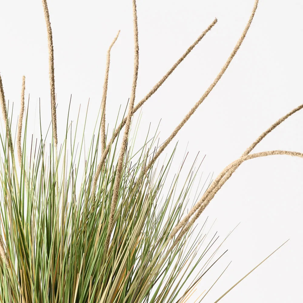 Grass Cattail Plant Natural