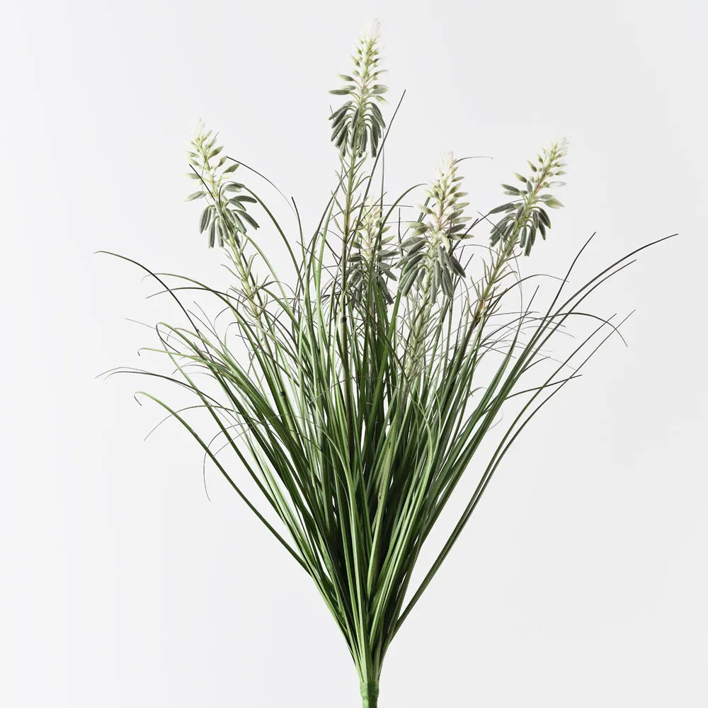 Grass Agave Flowering Bush