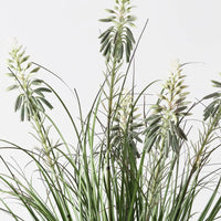 Grass Agave Flowering Bush