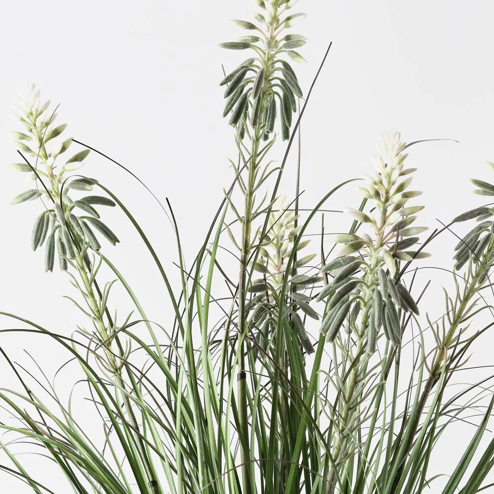 Grass Agave Flowering Bush