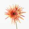 Gerbera Spider | Orange