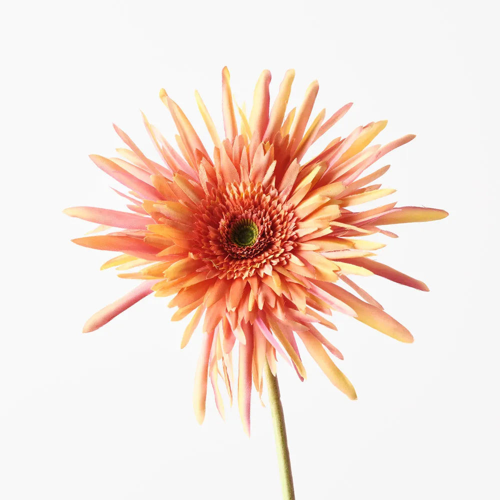 Gerbera Spider | Orange