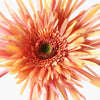 Gerbera Spider | Orange