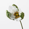 Poppy Bud  | White