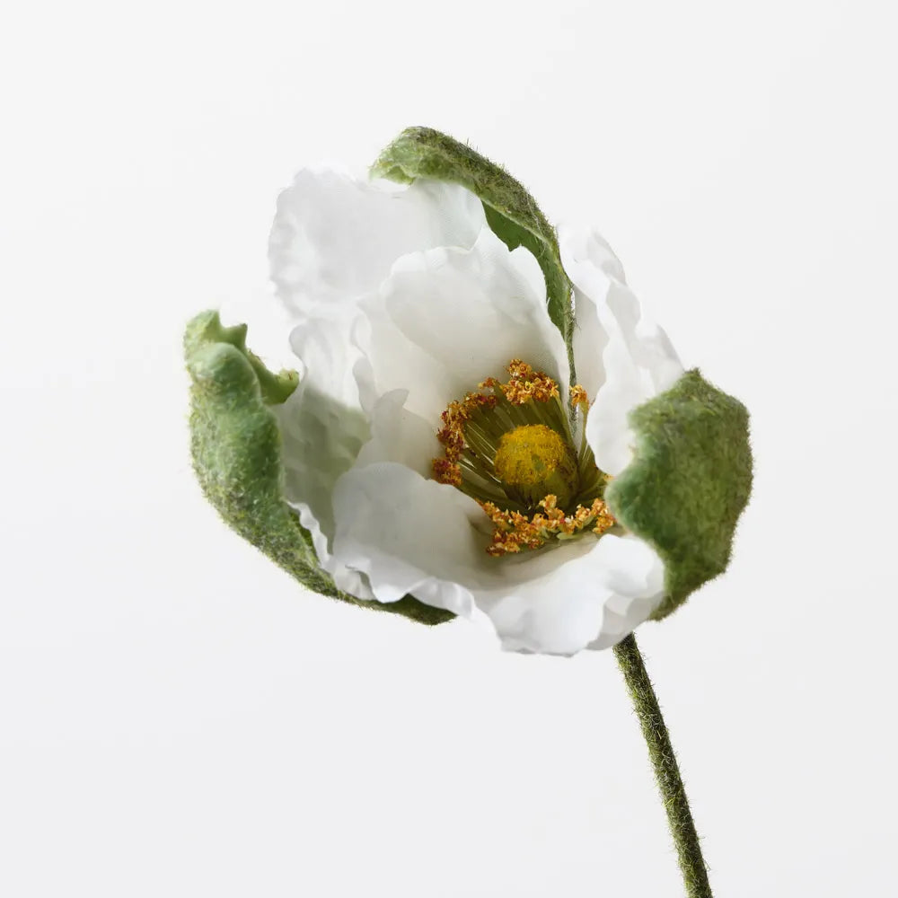 Poppy Bud  | White