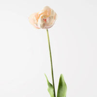 Tulip Hybrid | Light Pink