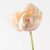 Tulip Hybrid | Light Pink