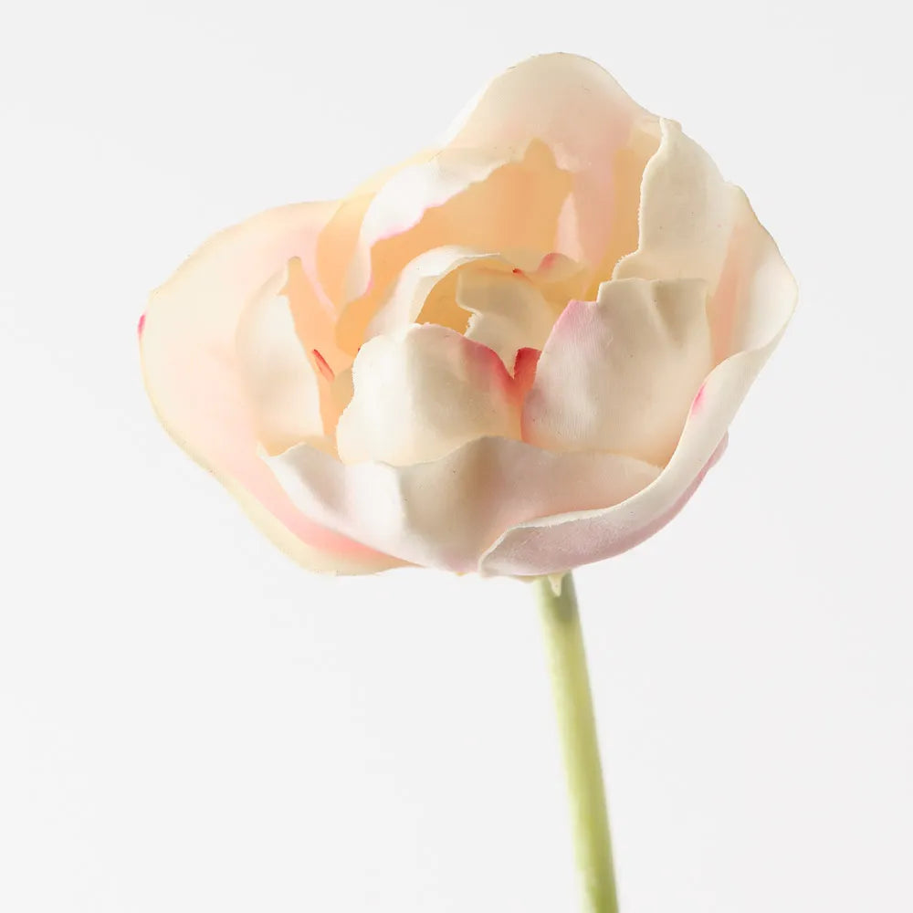 Tulip Hybrid | Light Pink