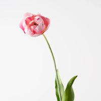Tulip Hybrid | Pink