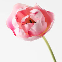 Tulip Hybrid | Pink