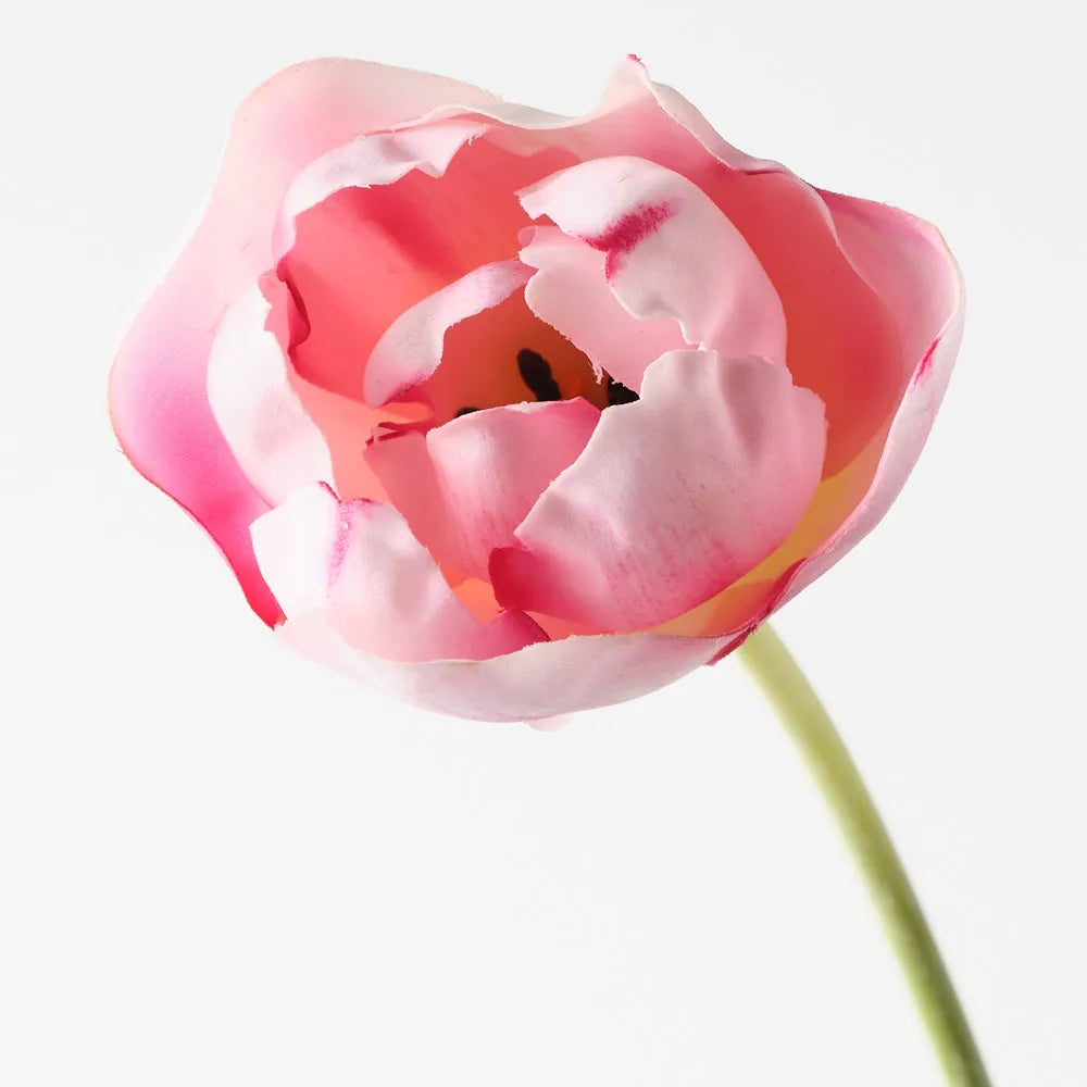 Tulip Hybrid | Pink