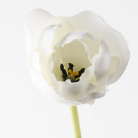 Tulip Hybrid White
