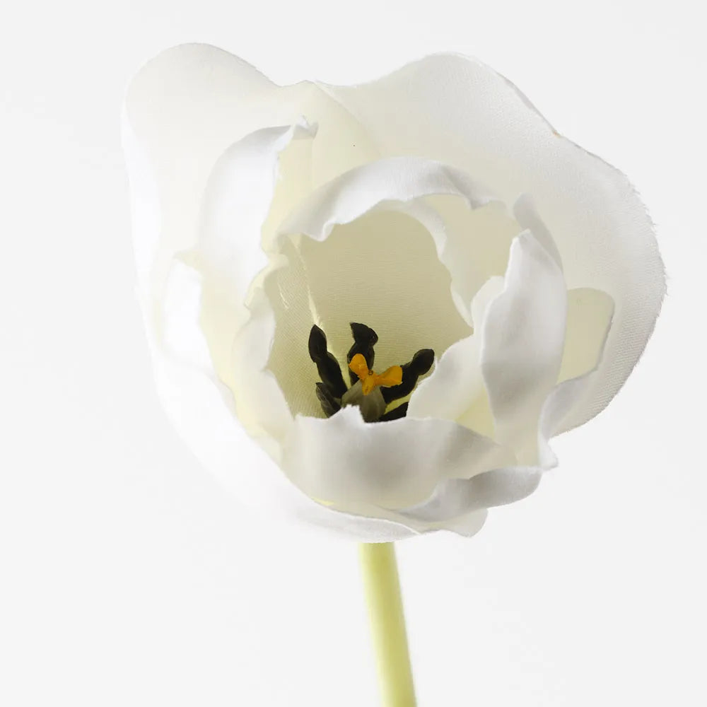 Tulip Hybrid White