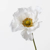 Poppy | White