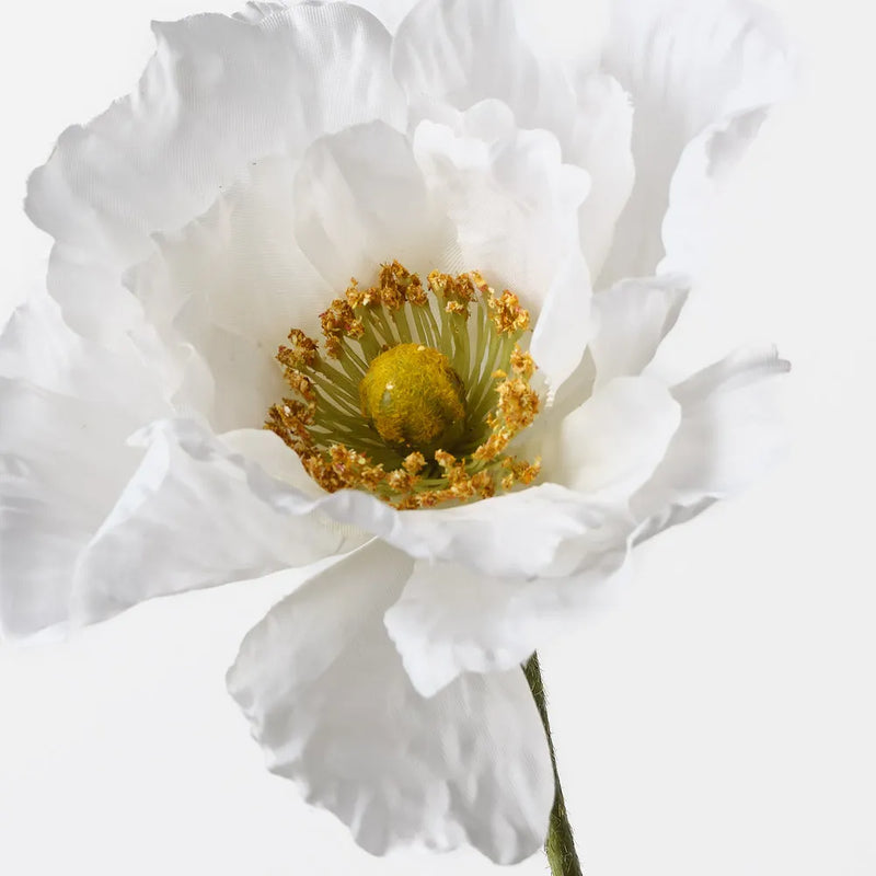 Poppy | White