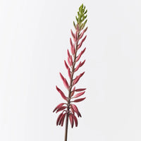 Agave Flowering Spray | Red Green