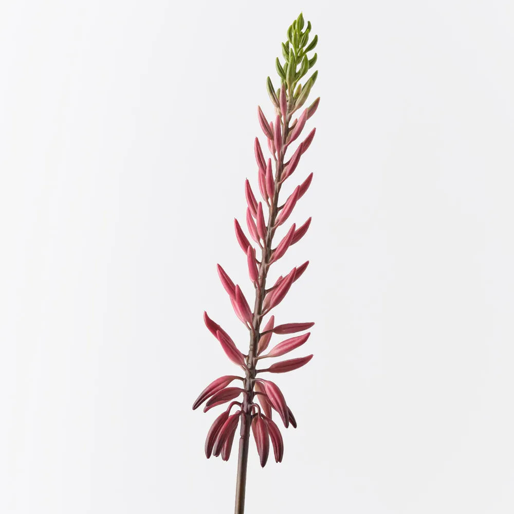 Agave Flowering Spray | Red Green