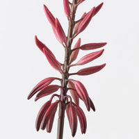 Agave Flowering Spray | Red Green
