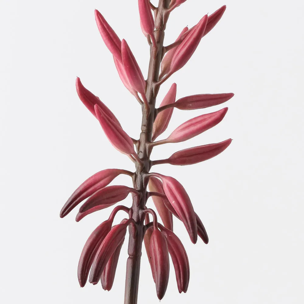 Agave Flowering Spray | Red Green