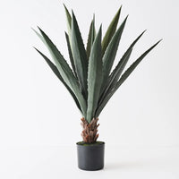 Agave Plant | Grey Green