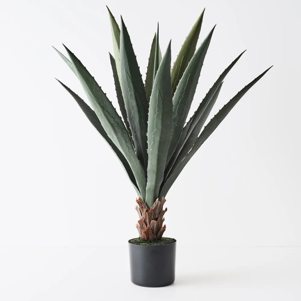 Agave Plant | Grey Green