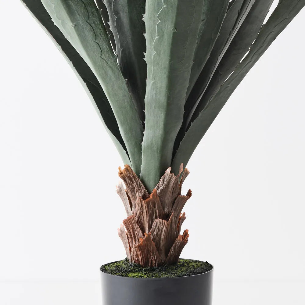 Agave Plant | Grey Green
