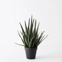 Aloe Vera Plant Green