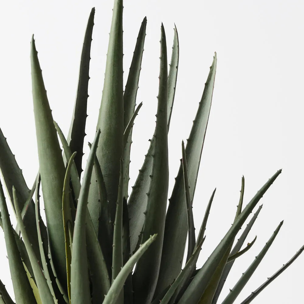 Aloe Vera Plant Green