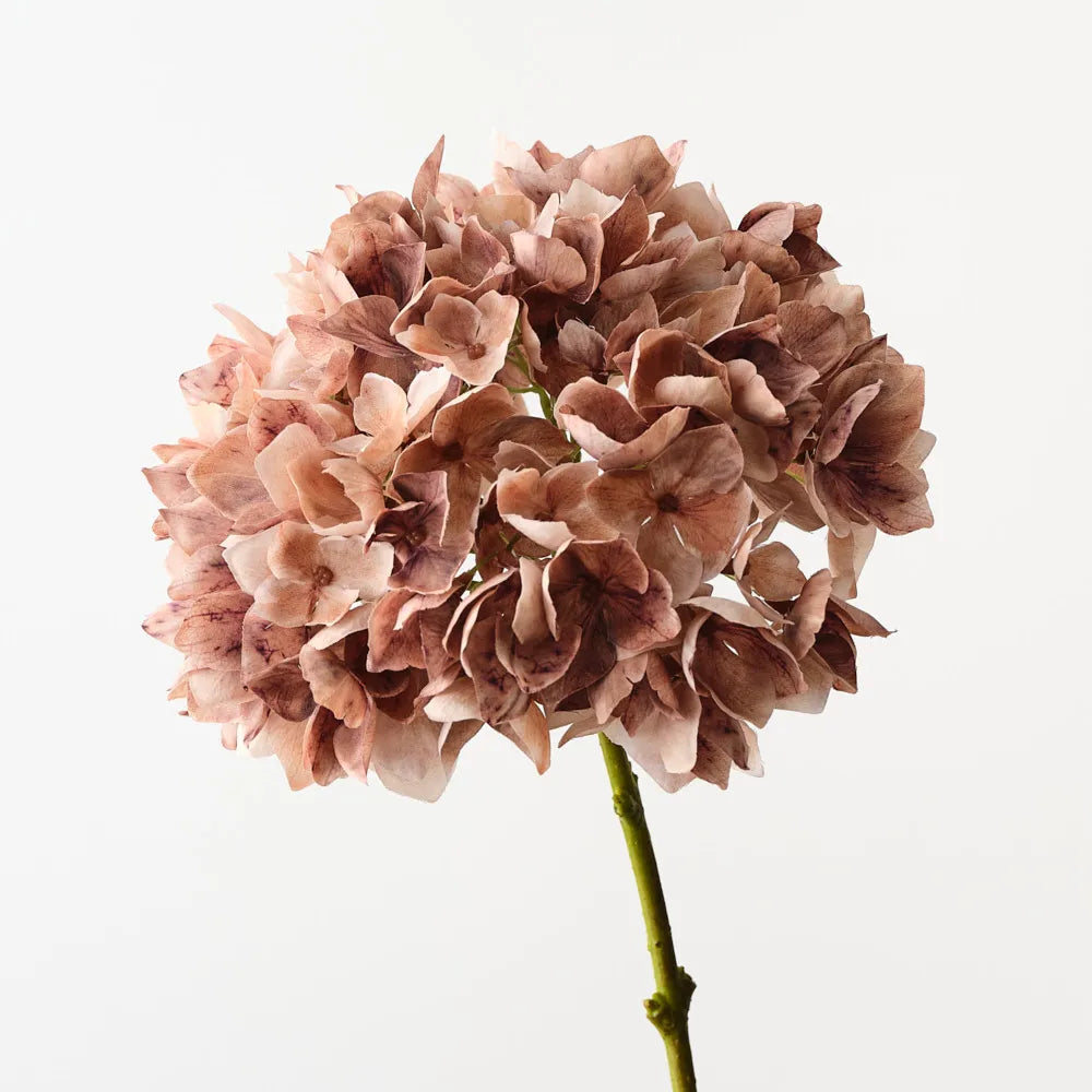 Hydrangea Coffee
