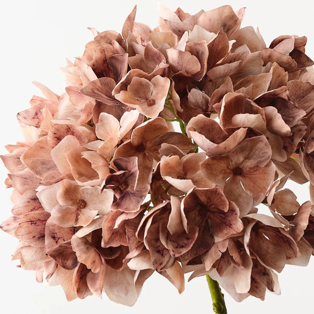 Hydrangea Coffee