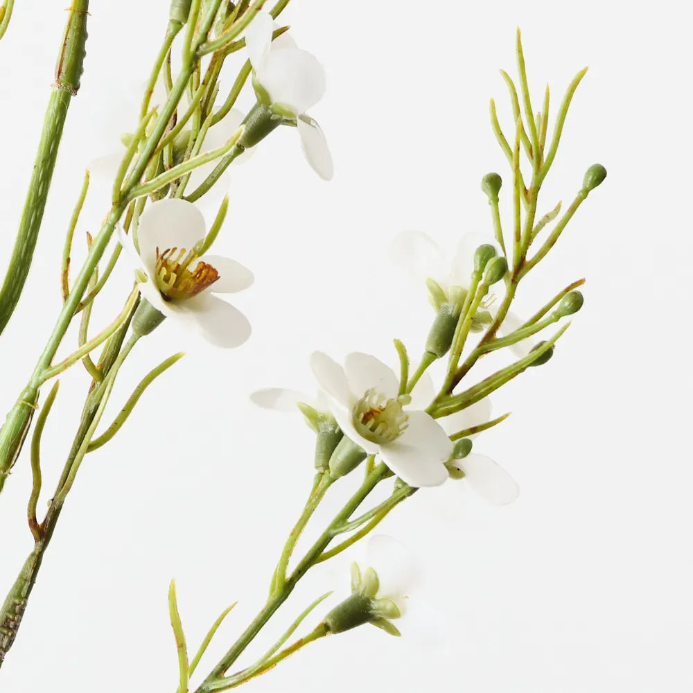 Wax Flower White 70cm