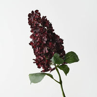 Cone Hydrangea | Burgundy