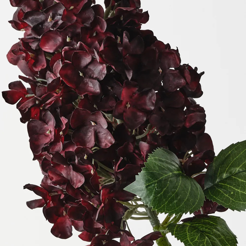 Cone Hydrangea | Burgundy