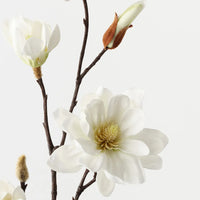 Magnolia Tree Spray White