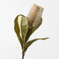 Banksia Robur | Ivory