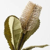Banksia Robur | Ivory